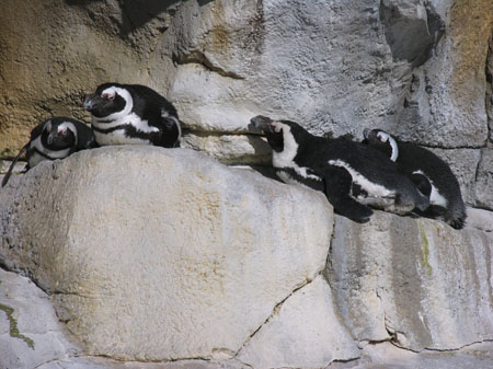 Blackfooted Penguin