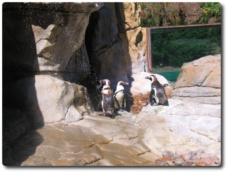 Penguins